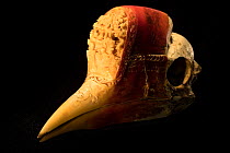 Helmeted hornbill (Rhinoplax vigil) skull with Chinese style carvings, National Fish & Wildlife Forensic Centre, Ashland, Oregon, USA.