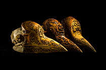 Helmeted hornbill (Rhinoplax vigil) skulls with Dayak style carvings, National Fish & Wildlife Forensic Centre, Ashland, Oregon, USA.