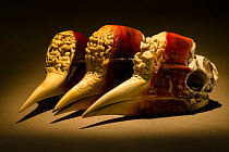 Helmeted hornbill (Rhinoplax vigil) skulls with Chinese style carvings, National Fish & Wildlife Forensic Centre, Ashland, Oregon, USA.