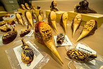 Confiscated Helmeted hornbill (Rhinoplax vigil) skulls and casques presented on table, National Fish & Wildlife Forensic Centre, Ashland, Oregon, USA.