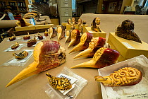 Confiscated Helmeted hornbill (Rhinoplax vigil) skulls and casques presented on table, National Fish & Wildlife Forensic Centre, Ashland, Oregon, USA.