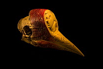 Helmeted hornbill (Rhinoplax vigil) skull with Dayak style carvings, National Fish & Wildlife Forensic Centre, Ashland, Oregon, USA.