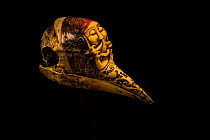 Helmeted hornbill (Rhinoplax vigil) skull with Dayak style carving, National Fish & Wildlife Forensic Centre, Ashland, Oregon, USA.