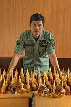 Forest police officer Suryadi with casques and skulls of Helmeted hornbills (Rhinoplax vigil) confiscated by Natural Resources Conservation Agency) Samarinda, Kalimantan, Borneo, Indonesia. Confiscate...