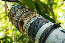 Photographer Tim Laman's telephoto lens covered in ants (Formicidae sp.) in rainforest, Sungai Utik Customary Forest, Kalimantan, Borneo, Indonesia.