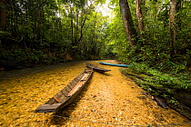 Iban canoes resting in shallow area of Utik River, Sungai Utik Customary Forest, Kalimantan, Borneo, Indonesia.