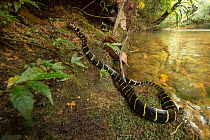 Mangrove snake (Boiga dendrophila) slithering up riverbank in forest, Utik River, Sungai Utik Customary Forest, Kapuas Ulu, Kalimantan, Borneo, Indonesia.