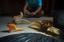 Iban hunter displaying skin of Wreathed hornbill (Rhyticeros undulatus), skull and casque of Rhinoceros hornbill (Buceros rhinoceros) and casque of a young Helmeted hornbill (Rhinoplax vigil) on floor...