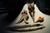 Full skin of Wreathed hornbill (Rhyticeros undulatus), skull and casque of Rhinoceros hornbill (Buceros rhinoceros) and casque of young Helmeted hornbill (Rhinoplax vigil), displayed on floor as troph...
