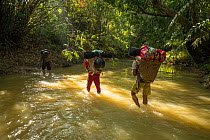 Porters carrying gear and tripod bags in rattan basket backpacks across river whilst hiking into hornbill research camp, Gunung Nyiut Nature Reserve, Kalimantan, Borneo. March, 2018.