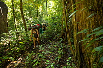 Porters carrying gear and tripod bags in rattan basket backpacks, whilst hiking to hornbill research camp, Gunung Nyiut Nature Reserve, Kalimantan, Borneo.