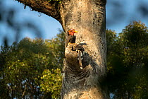 Helmeted hornbill (Rhinoplax vigil) female examining nest cavity in a large Dipterocarp tree,as male perches above entrance, Kalimantan, Borneo, Indonesia. Critically endangered.
