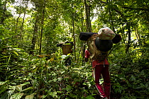 Porters carrying gear and tripod bags in rattan basket backpacks whilst hiking to hornbill research camp, Gunung Nyiut Nature Reserve, Kalimantan, Borneo.