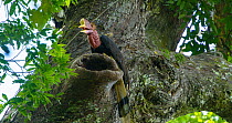 Helmeted hornbill (Rhinoplax vigil) male delivering fruit to female in nest cavity by regurgitating it whilst perched at entrance, Budo-Sungai Padi National Park, Narathiwat, Thailand. Critically enda...