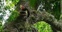 Helmeted hornbill (Rhinoplax vigil) male delivering fruit to female in nest cavity by regurgitating it whilst perched at entrance, Budo-Sungai Padi National Park, Narathiwat, Thailand. Critically enda...