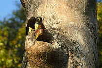 Helmeted hornbill (Rhinoplax vigil) female investigating potential nest cavity in Dipterocarp tree, Kalimantan, Borneo, Indonesia. Critically endangered.