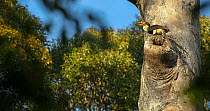 Helmeted hornbill (Rhinoplax vigil) female perched at entrance to nest cavity in Dipterocarp tree, Kalimantan, Borneo, Indonesia. Critically endangered.