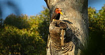 Helmeted hornbill (Rhinoplax vigil) male perched above a potential nest cavity in Dipterocarp tree as female investigates the inside whilst perched at the entrance, Kalimantan Province, Borneo, Indone...