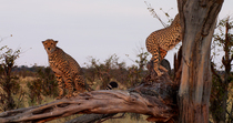 Cheetah (Acinonyx jubatus) male coalition sniffing and scent marking fallen branch and tree, in early morning light. One animal defecates on the branch. Okavango Delta, Botswana.