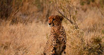 Cheetah (Acinonyx jubatus) sitting and looking around warily. The animal stands up and walks out of the frame. Okavango Delta, Botswana.