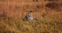 Leopard (Panthera pardus) female asleep in long grass. The animal wakes up and looks round. Okavango Delta, Botswana.