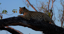 Leopard (Panthera pardus) female lying on a fallen tree in late afternoon light. The animal looks around. Okavango Delta, Botswana.