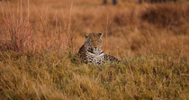 Leopard (Panthera pardus) female looks round and then falls asleep in long grass, Okavango Delta, Botswana.