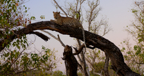 Leopard (Panthera pardus) female sleeping in fallen tree. The animal wakes up briefly and falls back asleep. Okavango Delta, Botswana.