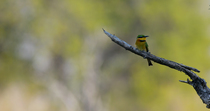 Little bee-eater (Merops pusillus) looking around and then taking off from perch, leaving the frame, Okavango Delta, Botswana.