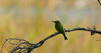 Little bee-eater (Merops pusillus) taking off from perch to go and catch its prey, Okavango Delta, Botswana. Sequence 1/2.