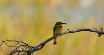 Little bee-eater (Merops pusillus) perched, watching insects as they fly past. The animal takes off, after its prey and then returns  with an insect which it swallows. Okavango Delta, Botswana.