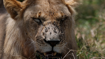 Lion (Panthera leo) male juvenile panting and shaking head to rid face of flies, Masai Mara, Kenya.