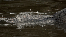 American alligator (Alligator mississippiensis) lowering body into water and bellowing to create water droplets before raising body out of water, Florida, US, April.