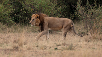 Tracking shot of Lion (Panthera leo) walking through tall grass in scrubland, Masai Mara, Kenya.