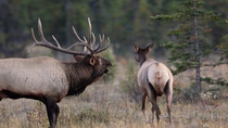 Tracking shot of Elk (Cervus canadensis) bull following female during rut and smelling her scent glands, triggering a Flehmen response. Bull bellows as female runs away, Jasper National Park, Alberta,...