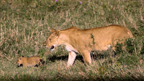 Tracking shot of lion (Panthera leo) mother walking through grassland with cub, Masai Mara, Kenya.