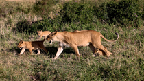 Tracking shot of Lion (Panthera leo) mother walking with cubs through grassland, Masai Mara, Kenya.