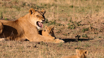 Lion (Panthera leo) mother grooming cub and growling whilst lying in grassland, Masai Mara, Kenya.