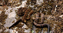 Timber rattlesnakes (Crotalus horridus) basking, USA.