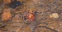 American toad (Anaxyrus americanus) mating ball, Maryland, USA.