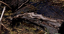 Common water snakes (Nerodia sipedon) mating, Maryland, USA.