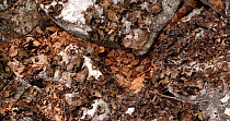 Gravid Northern copperhead (Agkistrodon contortrix mokasen) female basking as another female slithers over her, Maryland, USA.