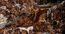 Gravid Timber rattlesnake (Crotalus horridus) slithering over gravid Northern copperhead snake (Agkistrodon contortrix mokasen) basking to bring their young to term, Maryland, USA.