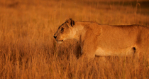 Tracking shot of African lion (Panthera leo) female walking through long grass in early morning light. The animal leaves the frame. Okavango Delta, Botswana.