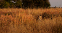African lion (Panthera leo) female walking through long grass in early morning light in the Okavango Delta, Botswana.