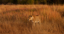 Tracking shot of African lion (Panthera leo) female walking through long grass in early morning light, Okavango Delta, Botswana.