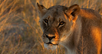 Close up, tracking shot of an African lion (Panthera leo) female looking round and then walking away, Okavango Delta, Botswana.