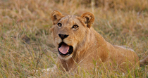 African lion (Panthera leo) juvenile male yawning, Khwai, Okavango Delta, Botswana.
