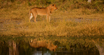 Tracking shot of African lion (Panthera leo) juvenile male walking near the water's edge, Okavango Delta, Botswana.