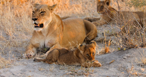 African lion (Panthera leo) cub lying down near its mother and grooming itself, in evening light. The cub is licking its paws. Okavango Delta, Botswana.